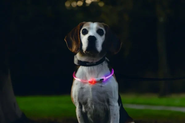 Beeztees Dogini LED kaelarihm - Image 2