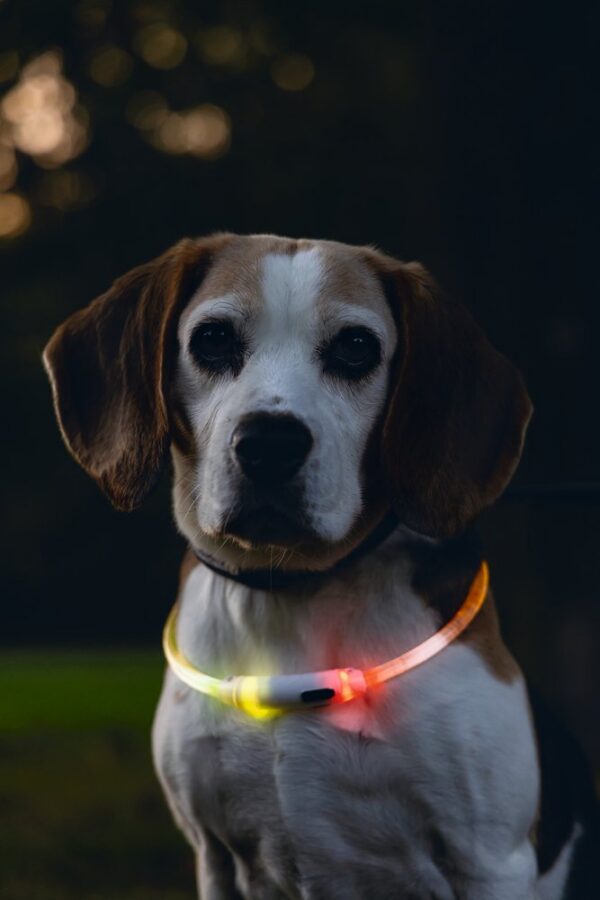 Beeztees Dogini LED kaelarihm - Image 3