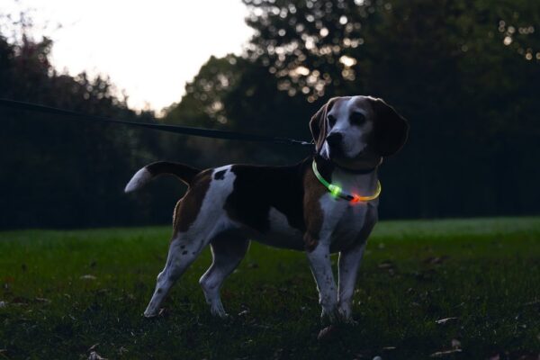 Beeztees Dogini LED kaelarihm - Image 4